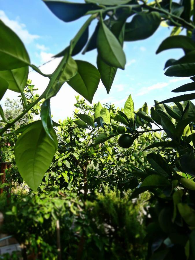 Casale Del Sole *